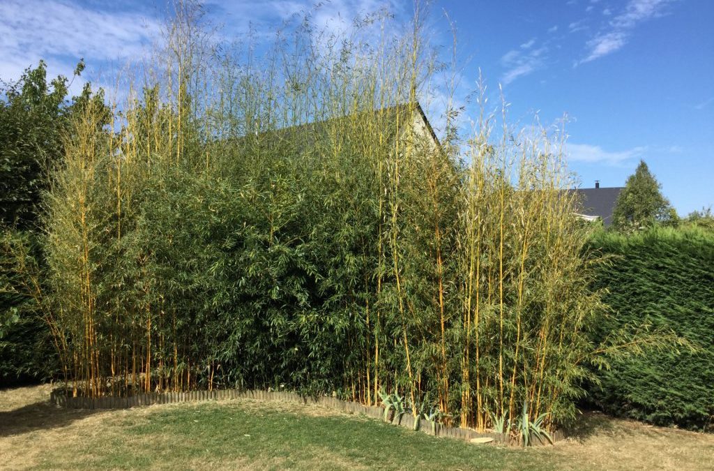 Les bambous, une idée jardin douce et colorée