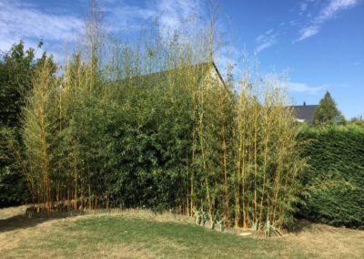 Les bambous, une idée jardin douce et colorée